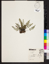 Myriopteris alabamensis image