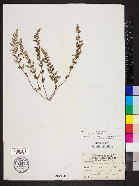 Myriopteris lanosa image