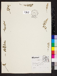 Myriopteris lanosa image