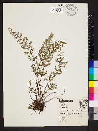 Myriopteris lanosa image
