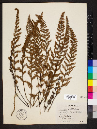 Myriopteris tomentosa image