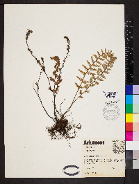 Myriopteris tomentosa image