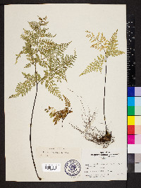Gaga cuneata image