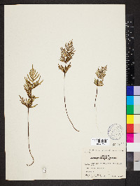 Mildella intramarginalis image