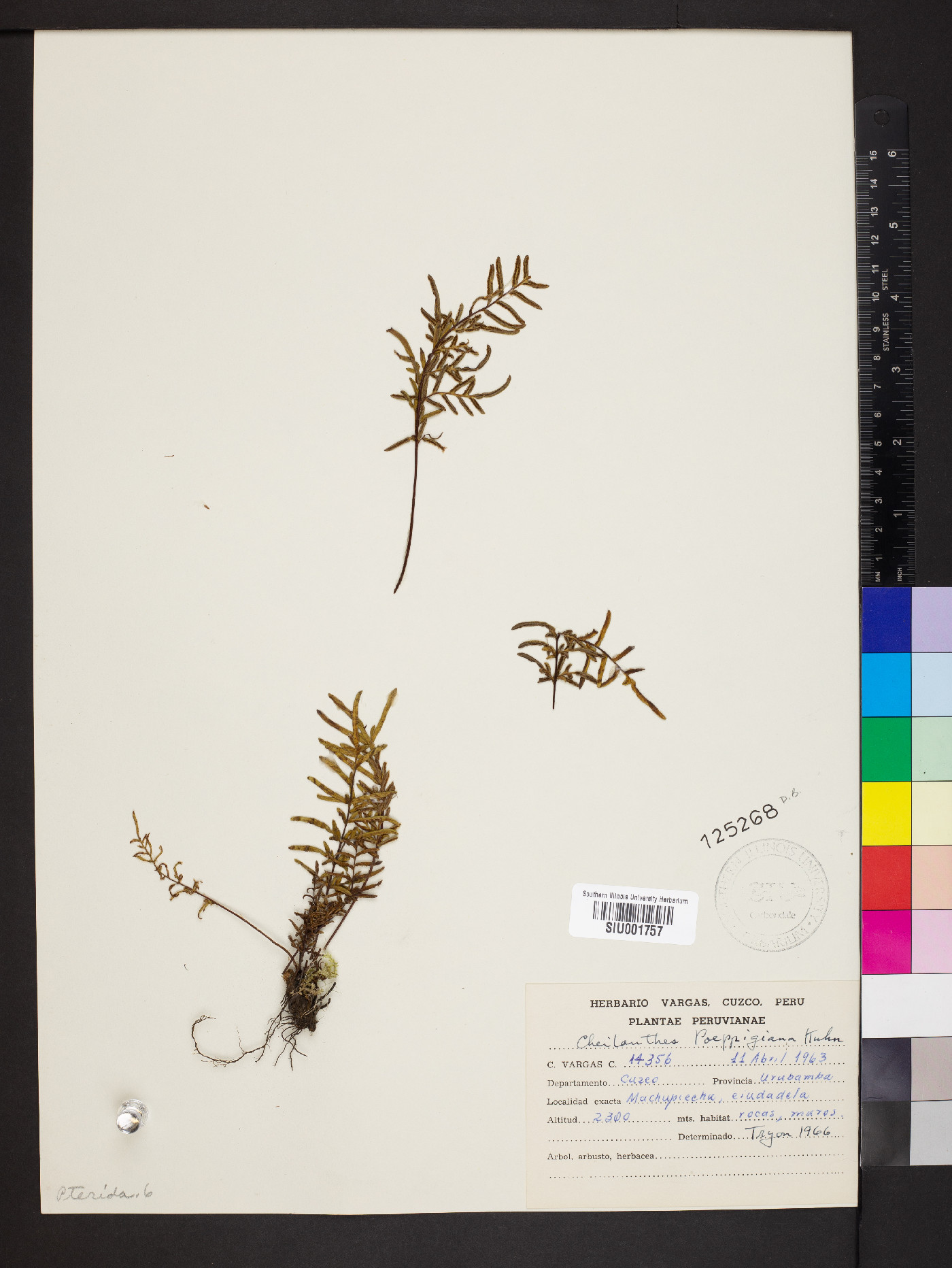 Cheilanthes poeppigiana image