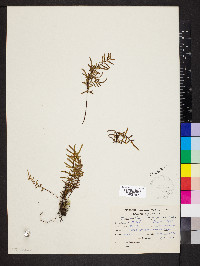 Cheilanthes poeppigiana image