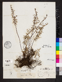 Gaga hirsuta image