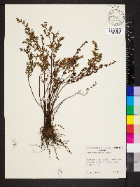 Cheilanthes sieberi image