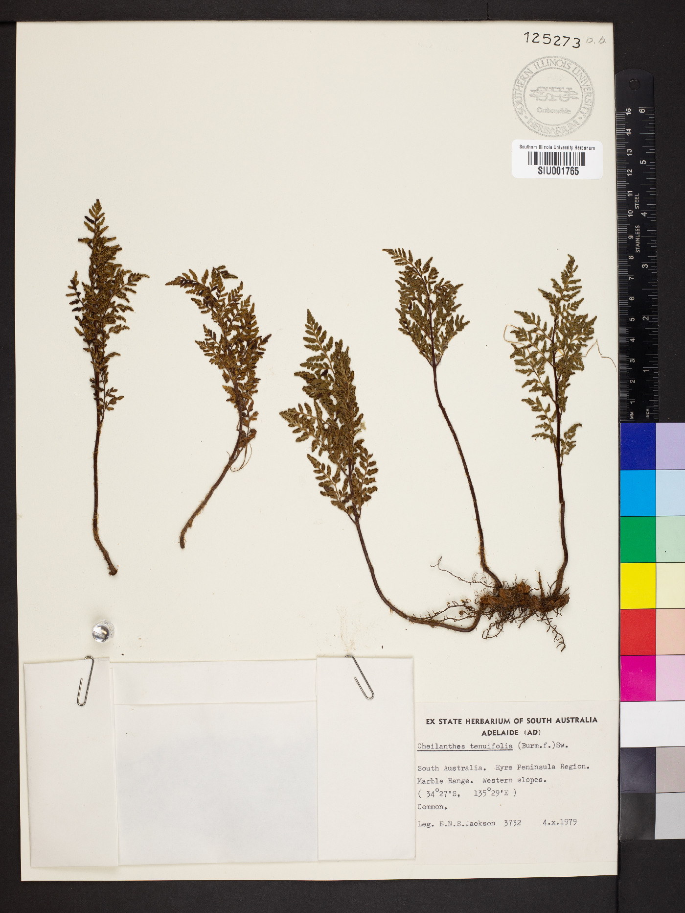 Cheilanthes austrotenuifolia image