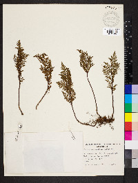 Cheilanthes austrotenuifolia image