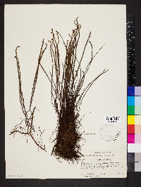 Jamesonia scammanae image