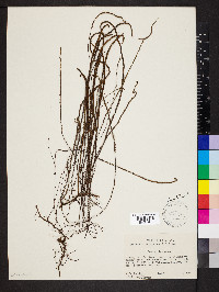 Jamesonia scammanae image