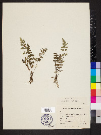 Cheilanthes lozanoi var. seemannii image