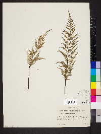 Pityrogramma calomelanos image