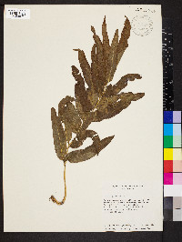 Pteris grandifolia image