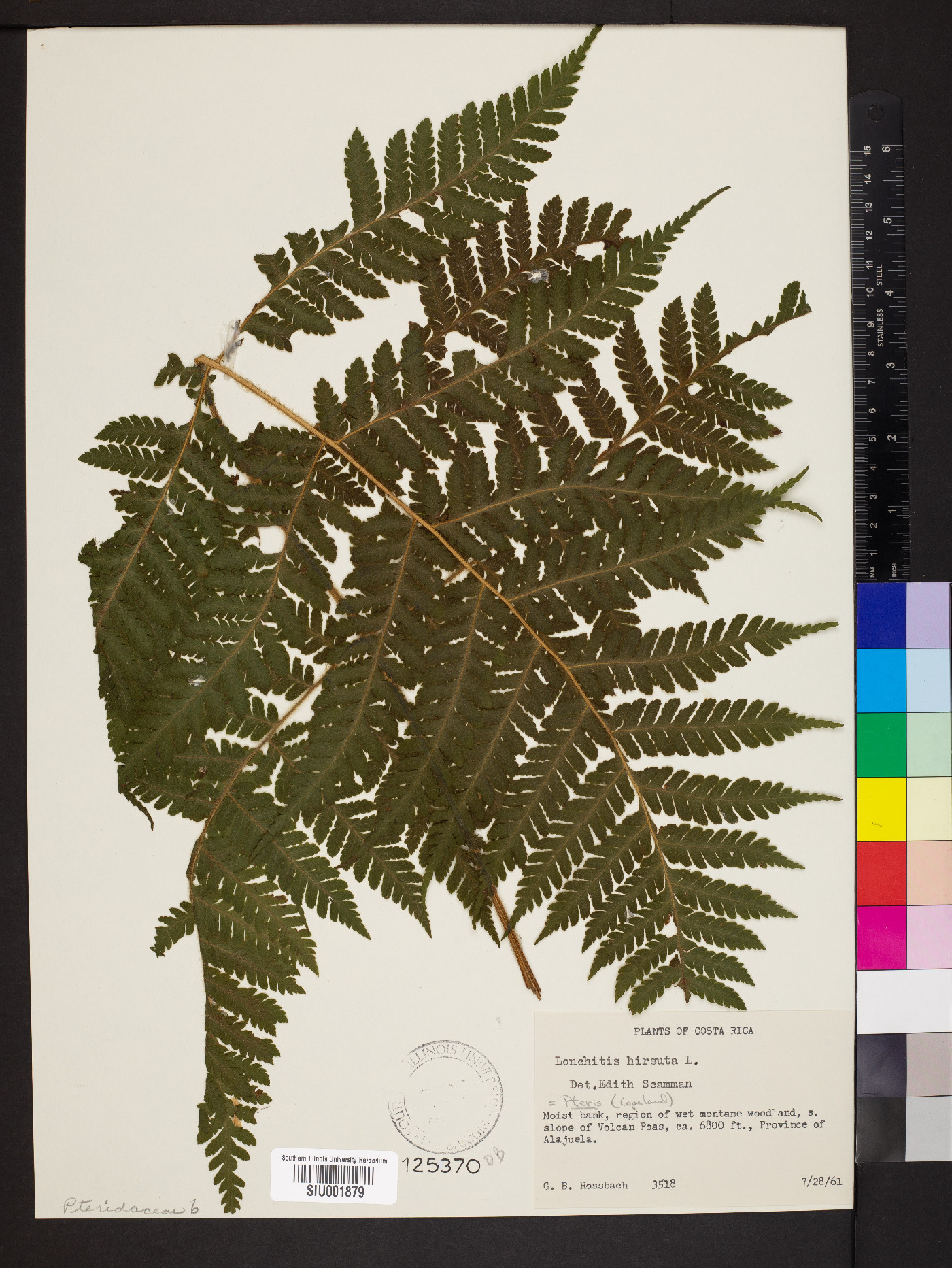 Pteris hirsuta image