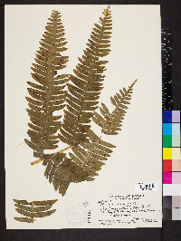 Pteris terminalis image