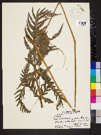 Pteris terminalis image