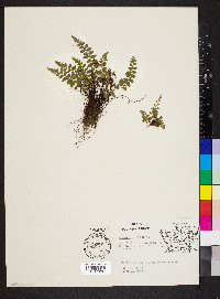 Asplenium bradleyi image