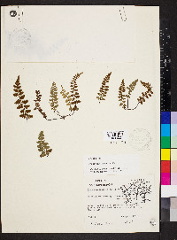 Asplenium bradleyi image