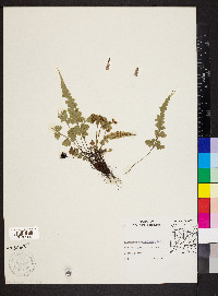 Asplenium pinnatifidum image