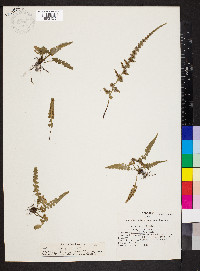 Asplenium pinnatifidum image