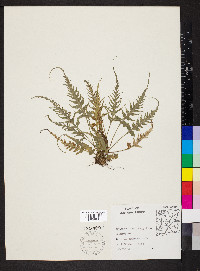 Asplenium pinnatifidum image
