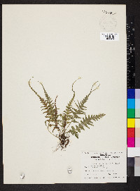 Asplenium pinnatifidum image