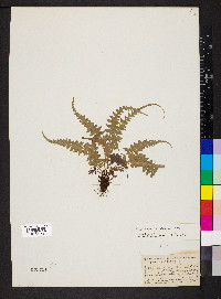 Asplenium pinnatifidum image