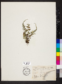 Asplenium pinnatifidum image