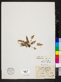 Asplenium pinnatifidum image