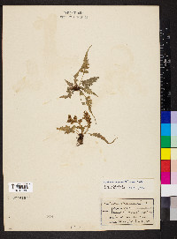 Asplenium pinnatifidum image