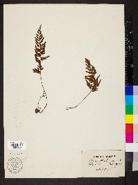 Asplenium adiantum-nigrum image