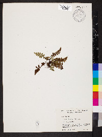 Asplenium bradleyi image