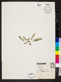 Asplenium bradleyi image