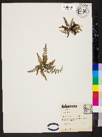 Asplenium bradleyi image