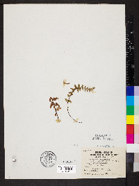 Asplenium bradleyi image