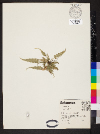 Asplenium pinnatifidum image