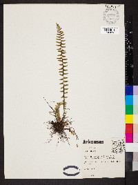 Asplenium platyneuron var. platyneuron image