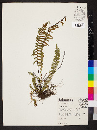 Asplenium platyneuron var. platyneuron image