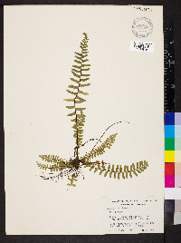 Asplenium platyneuron var. platyneuron image