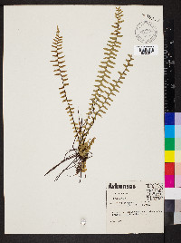 Asplenium platyneuron var. platyneuron image