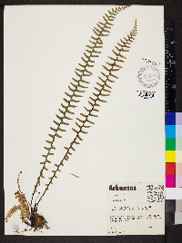 Asplenium platyneuron var. platyneuron image