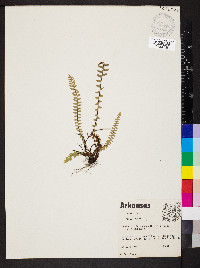 Asplenium platyneuron var. platyneuron image