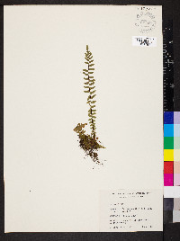 Asplenium platyneuron var. platyneuron image