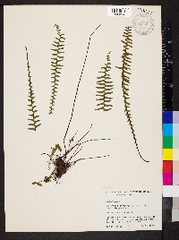 Asplenium platyneuron var. platyneuron image