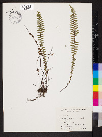 Asplenium platyneuron var. platyneuron image