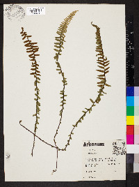 Asplenium platyneuron var. platyneuron image