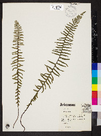 Asplenium platyneuron var. bacculum-rubrum image