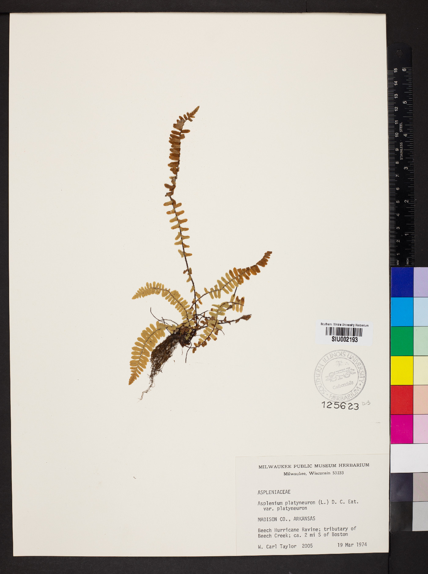 Asplenium platyneuron var. platyneuron image